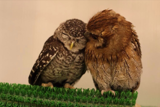 Illustration for article titled Who Thinks Japan's Owl Cafes Are a Hoot?
